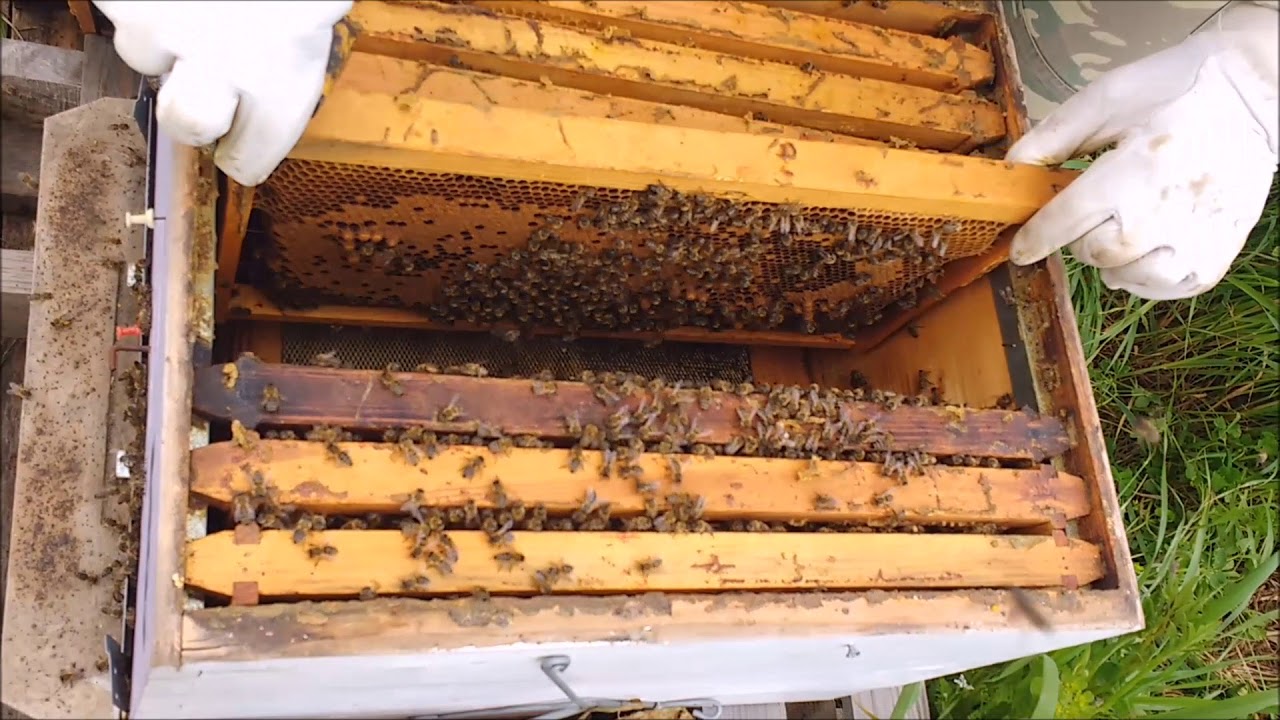 Πρακτική Βασιλοτροφία - A practical method for rearing and selection of Apis mellifera queens