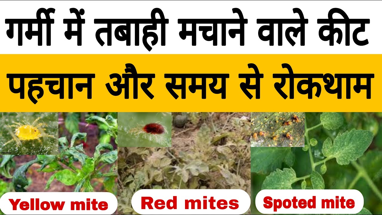 गर्मी में फसलों में तबाही मचाने वाला भयंकर कीट | mites control | red mites control | yellow mite  |