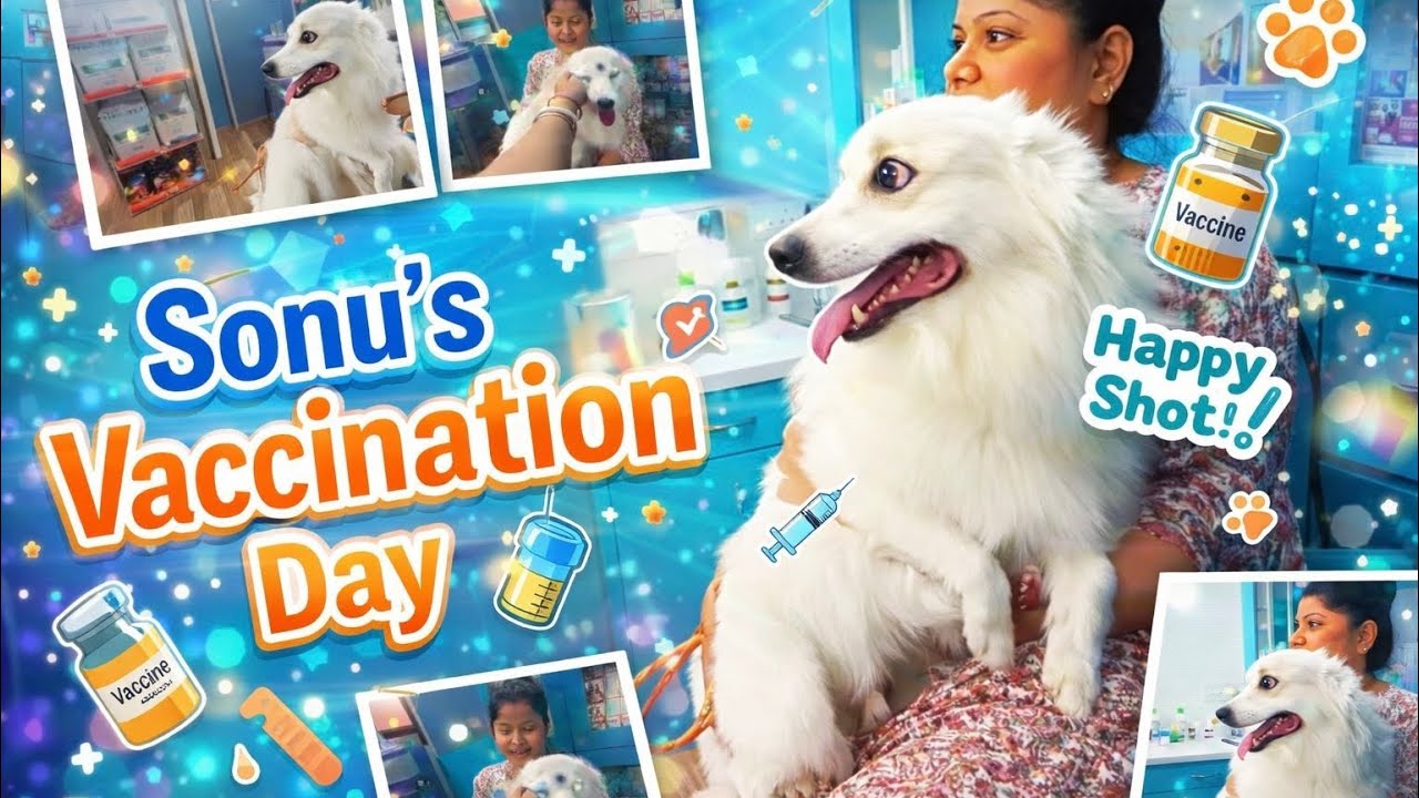 Happy Shot Day for Sonu 🐾💉 || Dimple Banerjee || #viral #petshub #vaccination #cute #explore #love 🐶