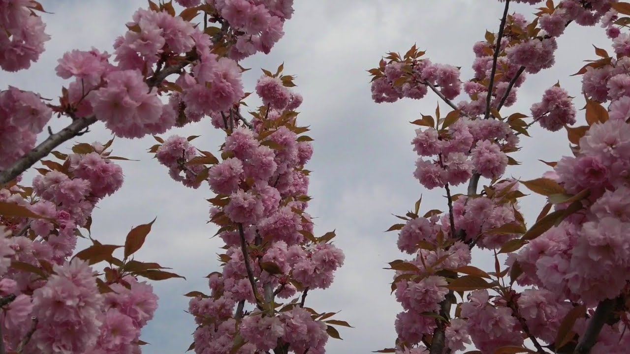 Парк &laquo;Киото&raquo; в Киеве ЗАЦВЕЛИ САКУРЫ 4K Video Sakura blossomed