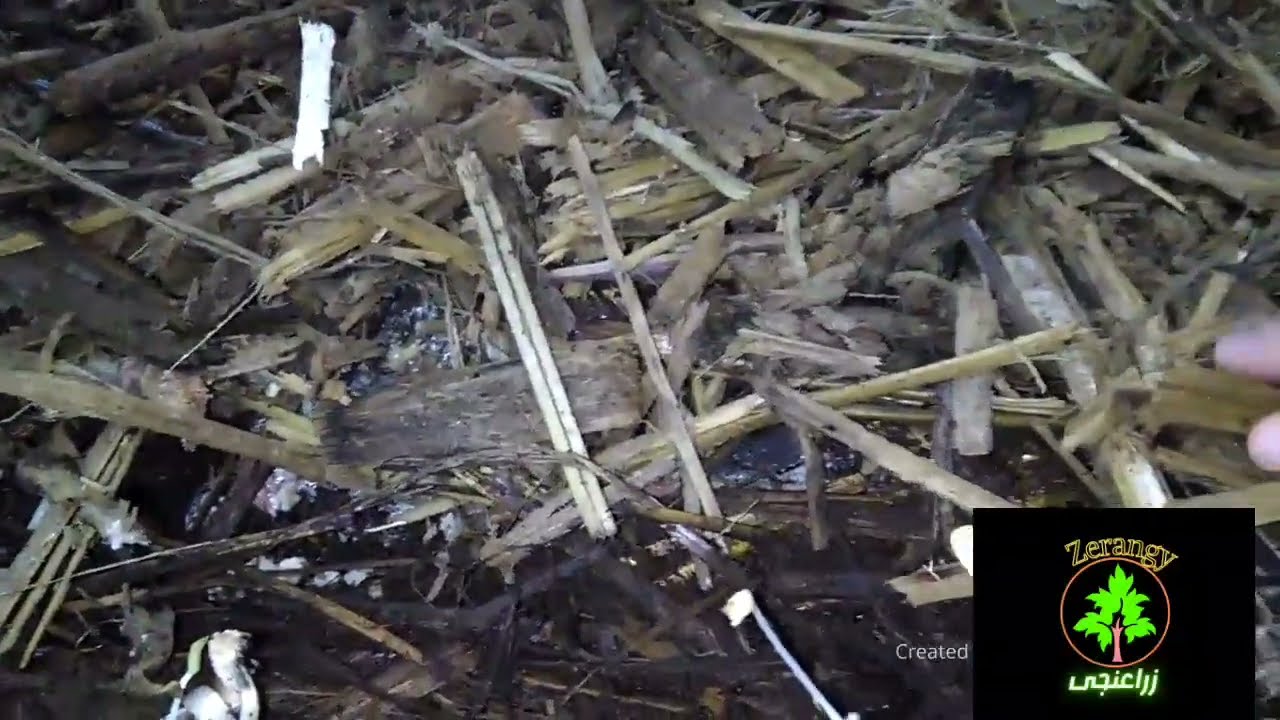 اضافة فرشه جديدة لمزرعه الديدان مزرعة أ  محمد