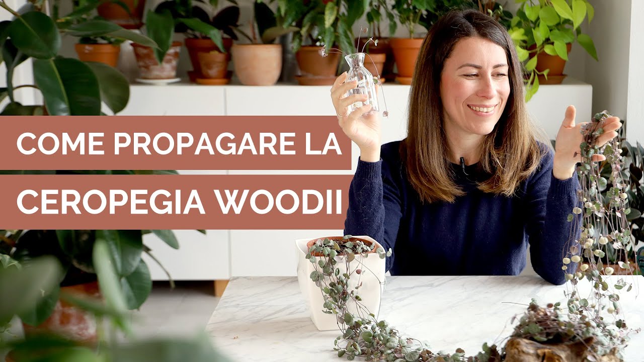 3 metodi per PROPAGARE LA CATENA DI CUORI (Ceropegia woodii)