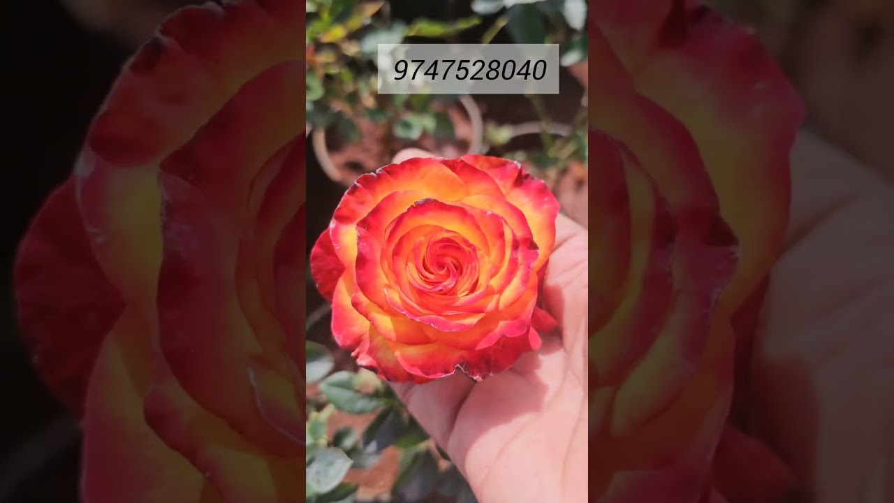നിങ്ങളുടെ മെസ്സേജസ് എനിക്ക് ഇറിറ്റേഷൻ ആണോ 😌