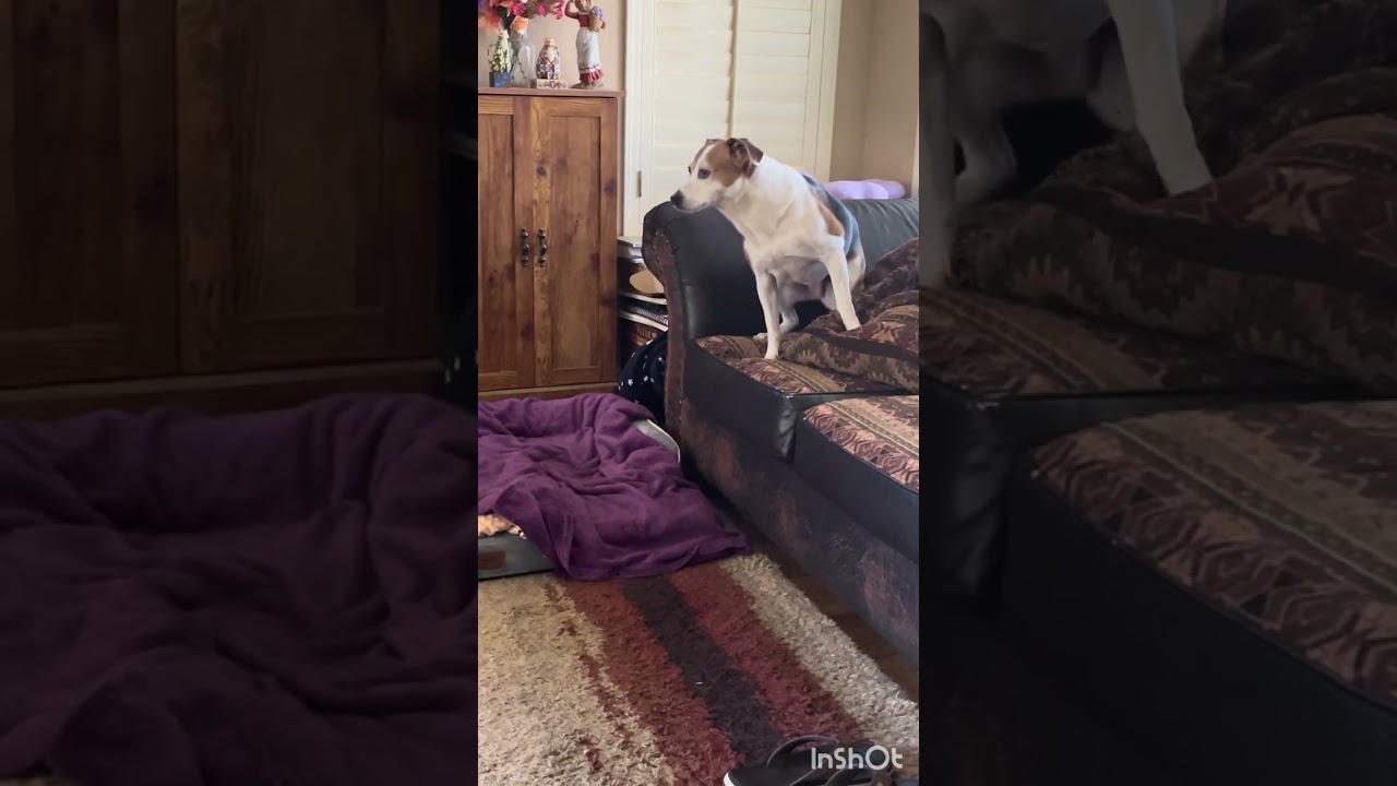 Rescue Beagle, Carrie, waiting for her Daddy to get home today.