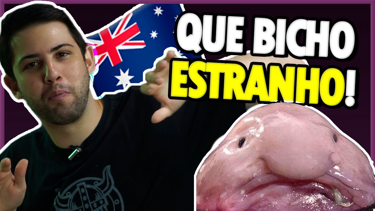 11 Animais BIZARROS que só existem na Austrália 🇦🇺
