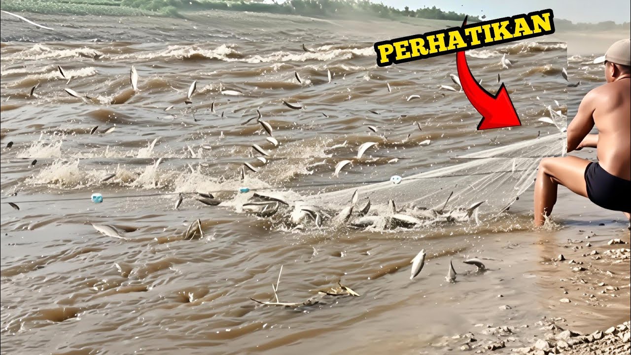 MENJEMPUT REJEKI ‼️ JARING IKAN DI SUNGAI BESAR ALHAMDULILLAH PANEN BANYAK IKAN