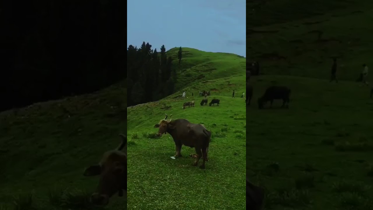 Bahadar Sar,Shangla, KhyberPukhtonkhwa.