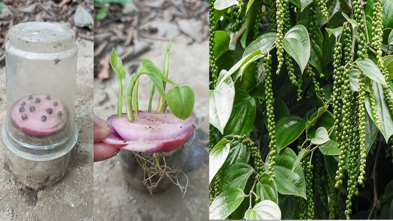How to grow black pepper plant at home, Growing black pepper with onion