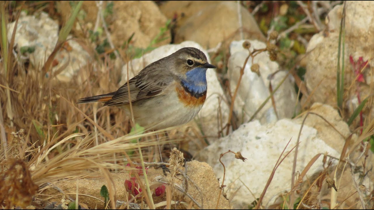 Bluethroat, Paphos-Coastal broadwalk, Cyprus (09/04/2024)