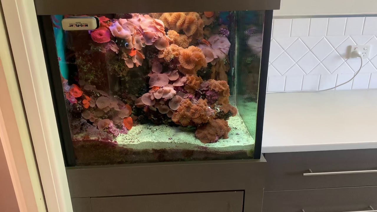 15 year morph only tank!
