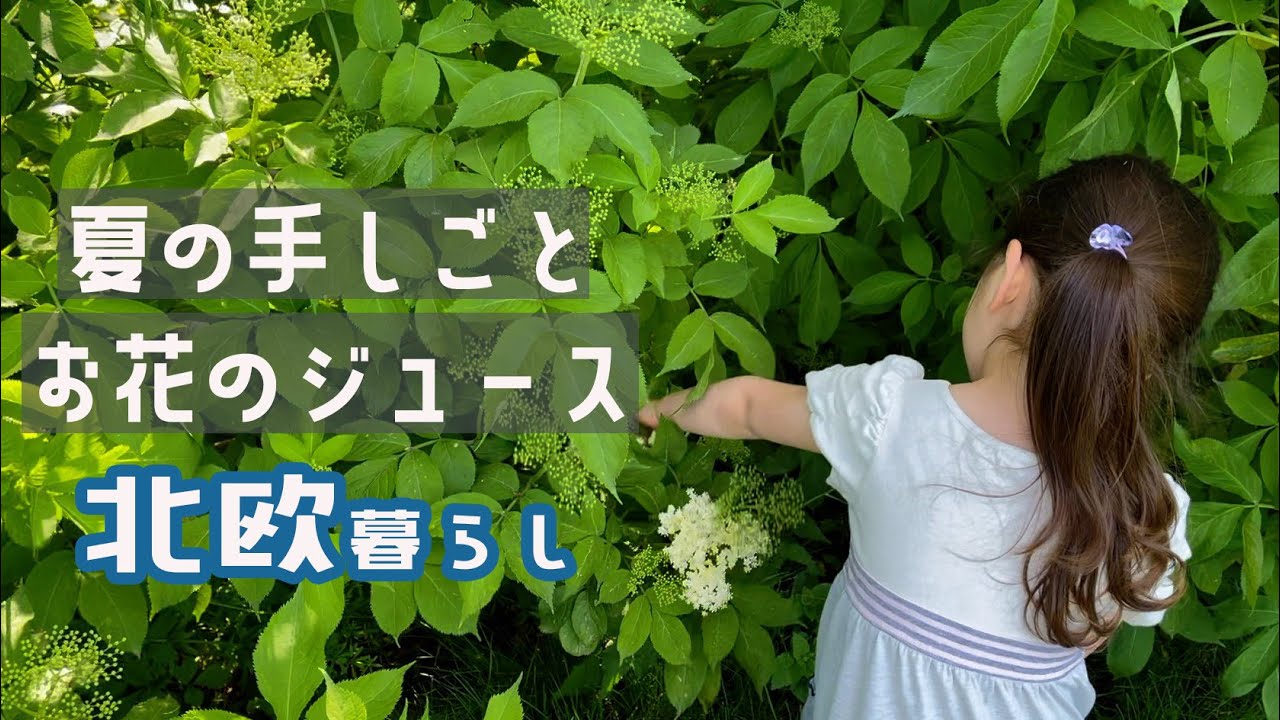 北欧 夏の手しごと🌿 エルダーフラワーのサフトを仕込む日【北欧暮らしVLOG】