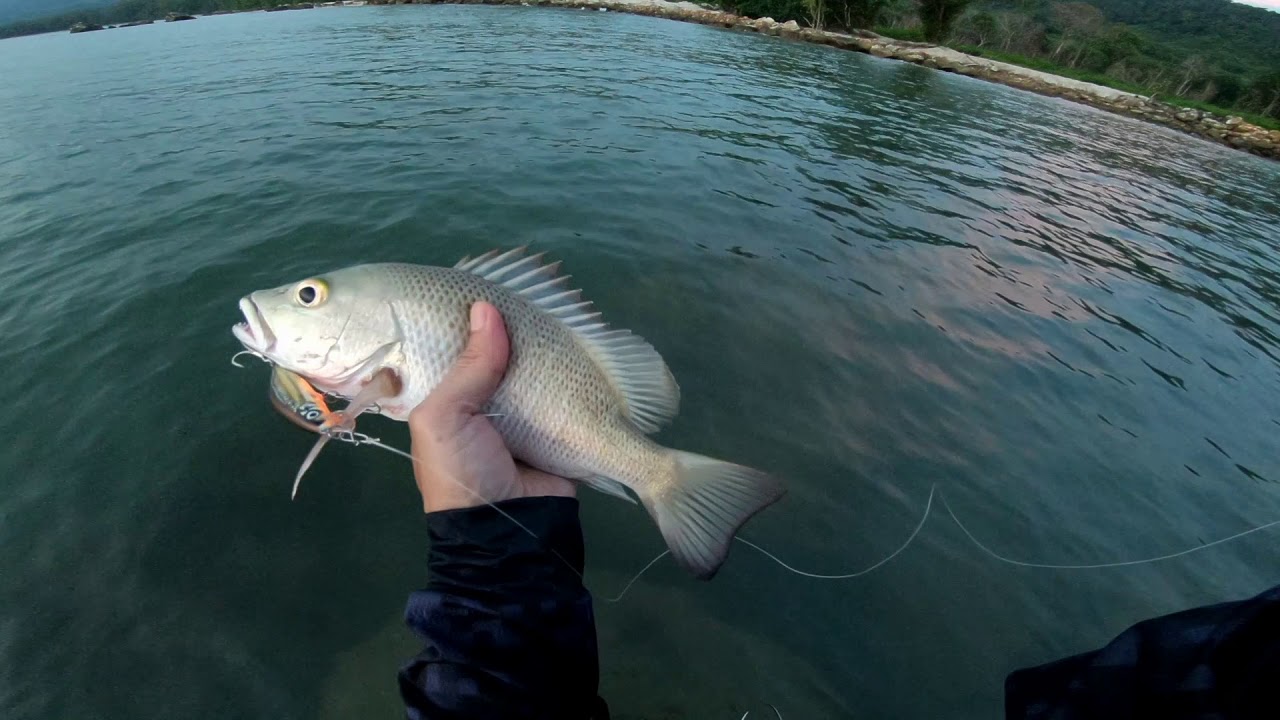 Rapala Flat​ rap​ 8​ seluang​ mangrove​ jack in​shore | แฟลต​แรพปลาซิวท้องส้ม