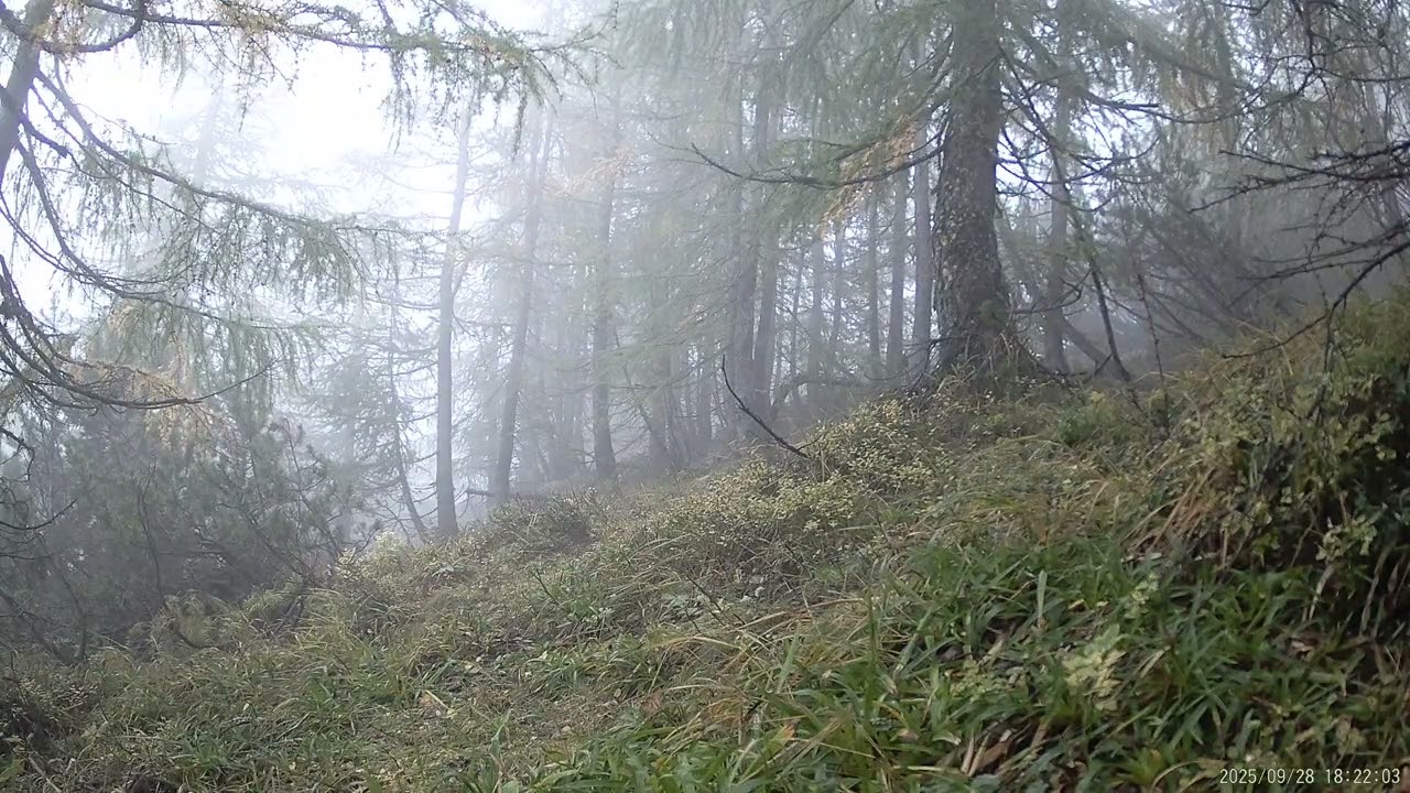 Chamois (Rupicapra rupicapra)