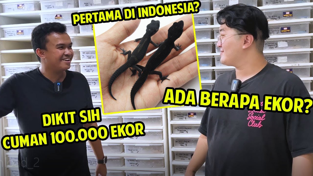 100.000 GECKO DI RUMAH INI !! GILAAAA