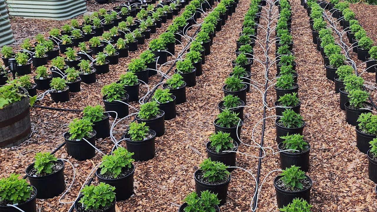 Growing Fall Mums in Pots to Sell - week 5/6 & Spider Irrigation Setup