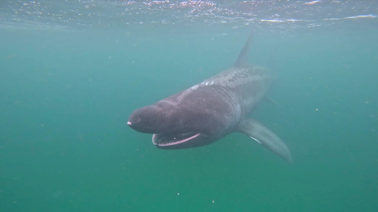 Basking Shark Quest / Snorkelling with basking shark and in Fingal's Cave, Scotland, August 2023