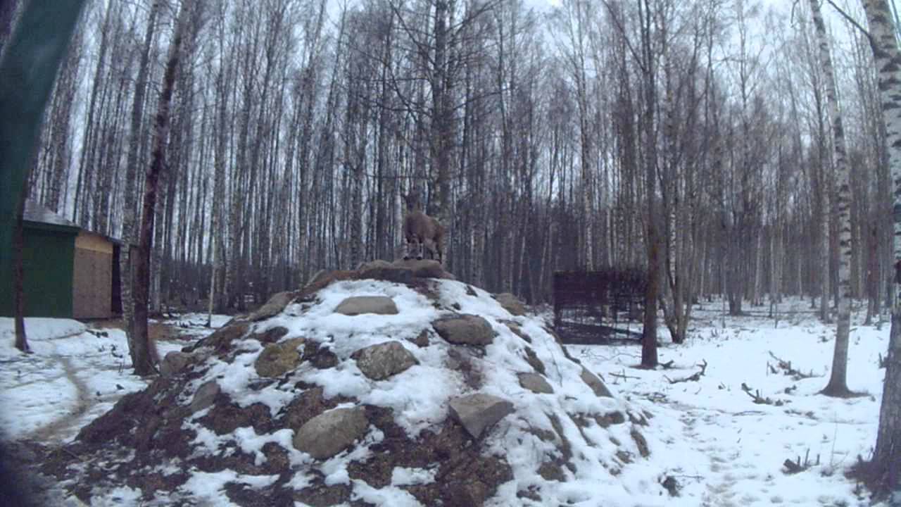 Винторогий козел / Capra falconeri / markhor