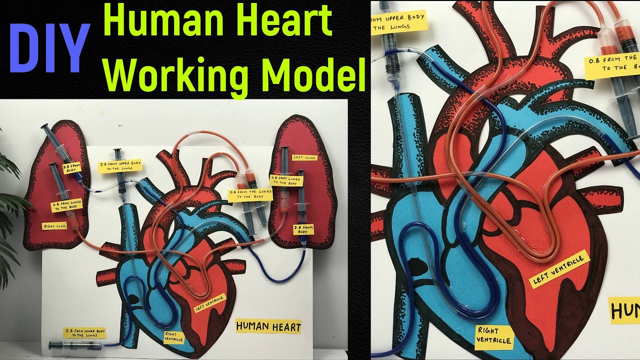 heart working model | human heart working model | Science project model | 