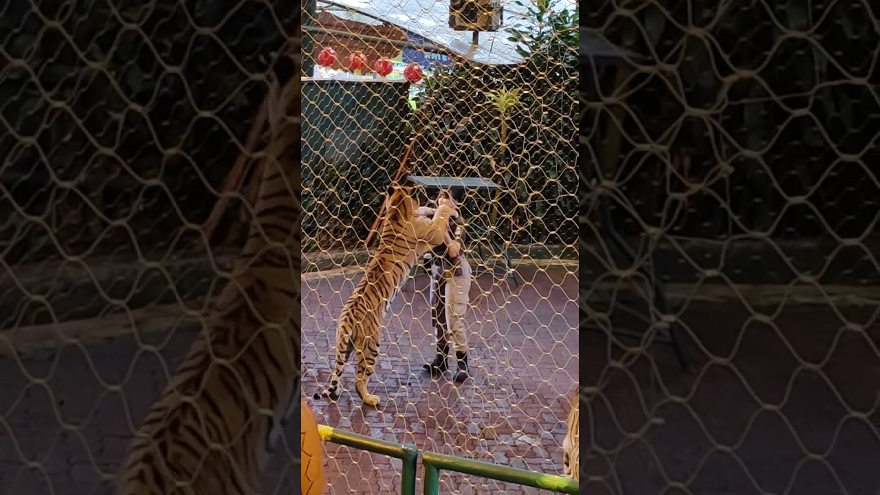 Tiger Show di Taman Safari 