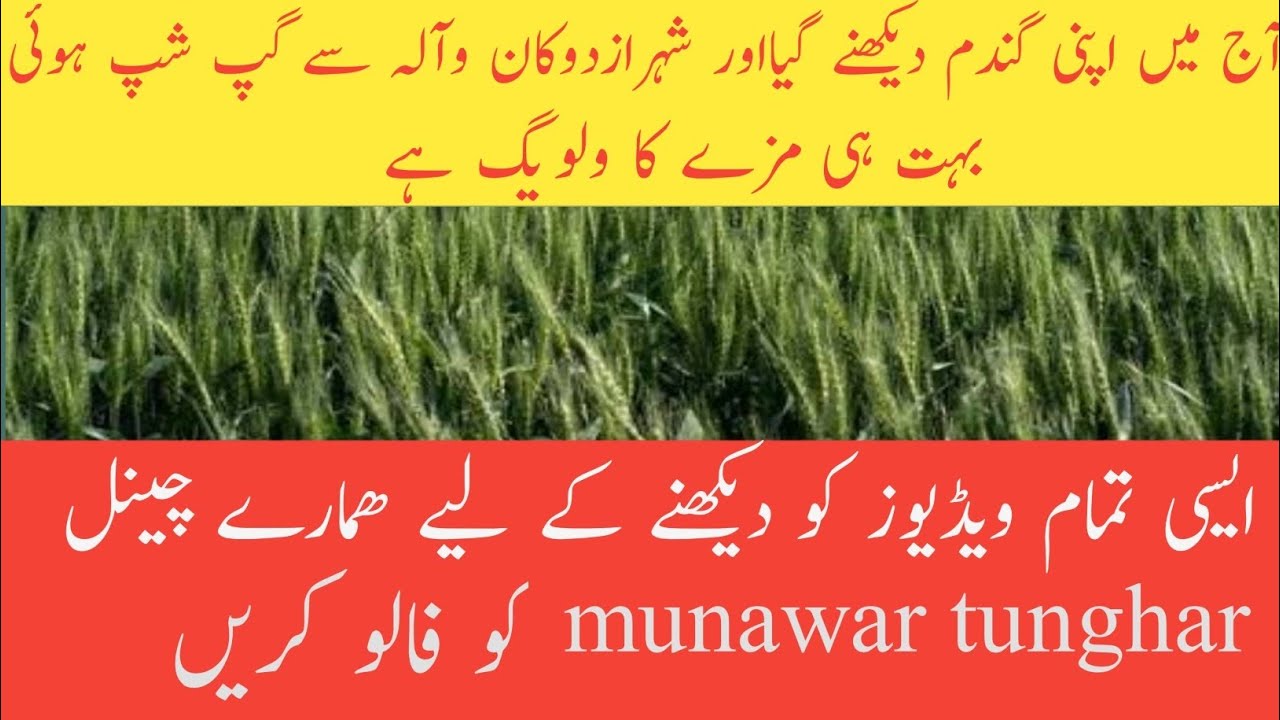 آج میں اپنی گندم دیکھنے گیااور شہرازدوکان وآلہ سے گپ شپ ہوئی 🌷🔥❤️🤲👍👌👌