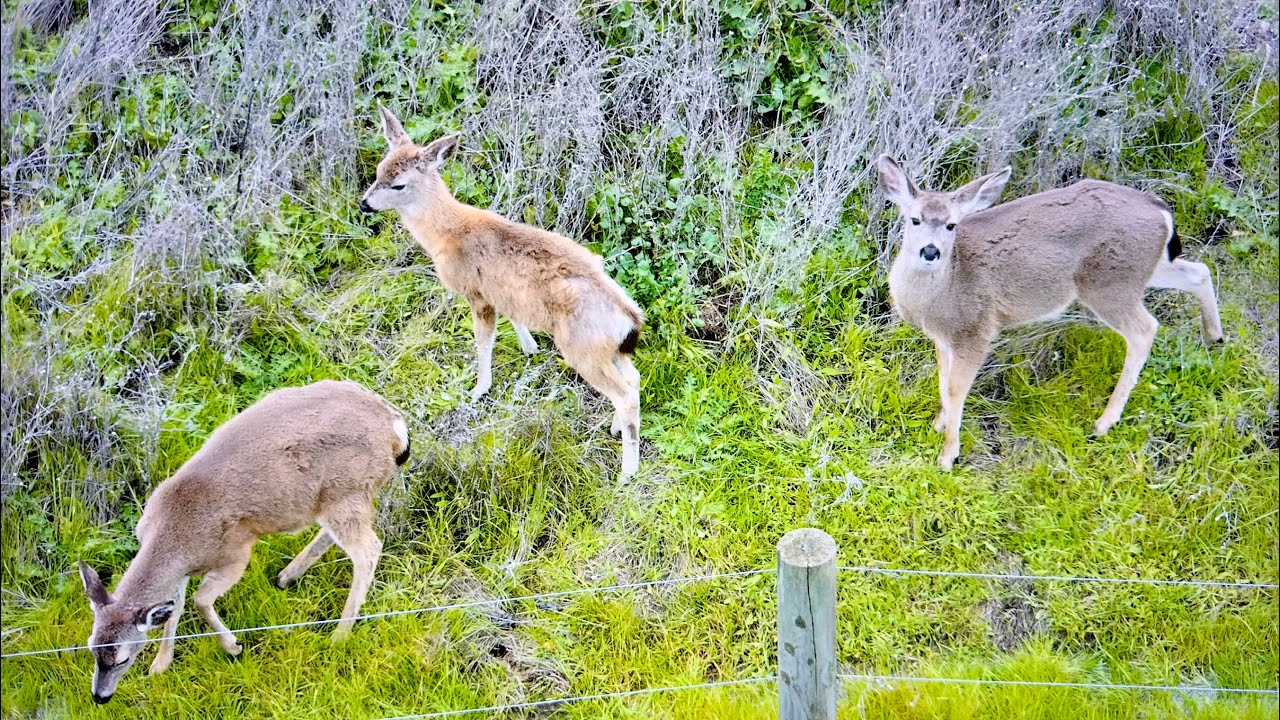 🕵🏻‍♂️🔬A FEBRUARY MONTH OF A 2026 YEAR, A NATURE FROM ABOVE, IN THE PLACER COUNTY, PART-4- ENJOY(:🕊️🤗