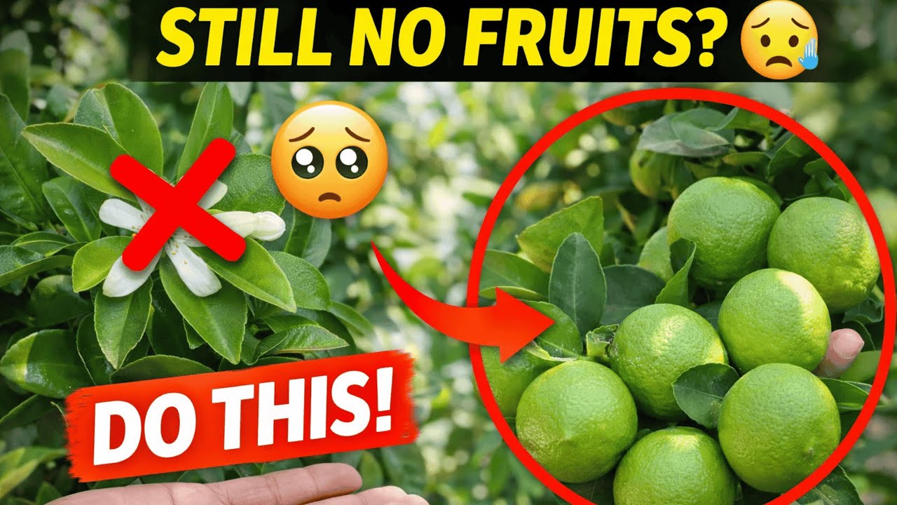 Still No Fruits? 🥺 6 Easy Tips = Tons of Citrus Fruits 🍋|#gardening #lemon #orange #fruits