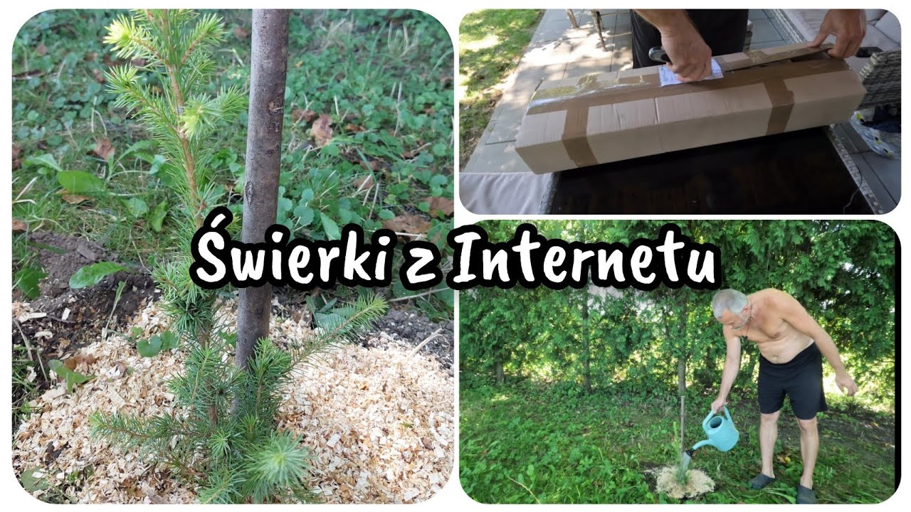 SADZENIE ŚWIERKÓW SERBSKICH | NOWE DRZEWKA W OGRODZIE #zielonyzakątek
