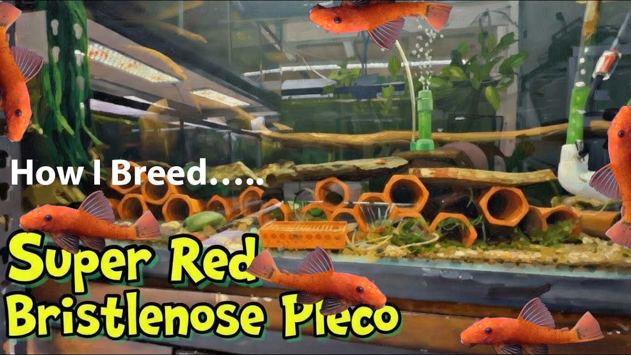 How I Breed Super Red Bristlenose Plecos In a Community Tank