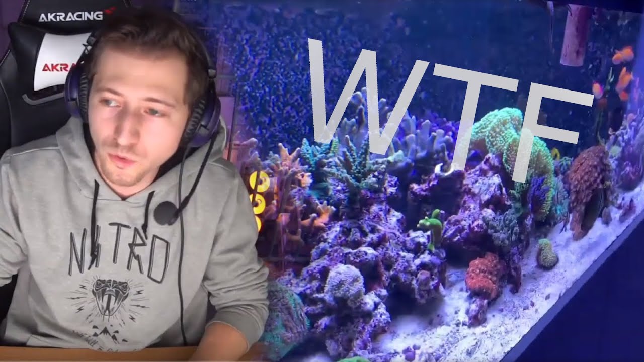 Izzi Reaction auf Reaction-Vid zu Izzi startet Meerwasser-Hobby