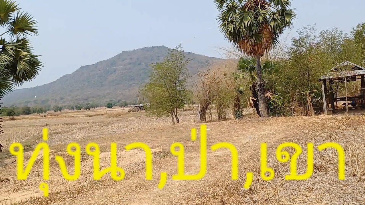 #วิถีผู้เฒ่า#พาชมทุ่งนา,ป่า,ภูเขา ใต้ลุ่มภูพานด้านตะวันออก ในพี่นที่อำเภอคำชะอี จังหวัดมุกดาหาร