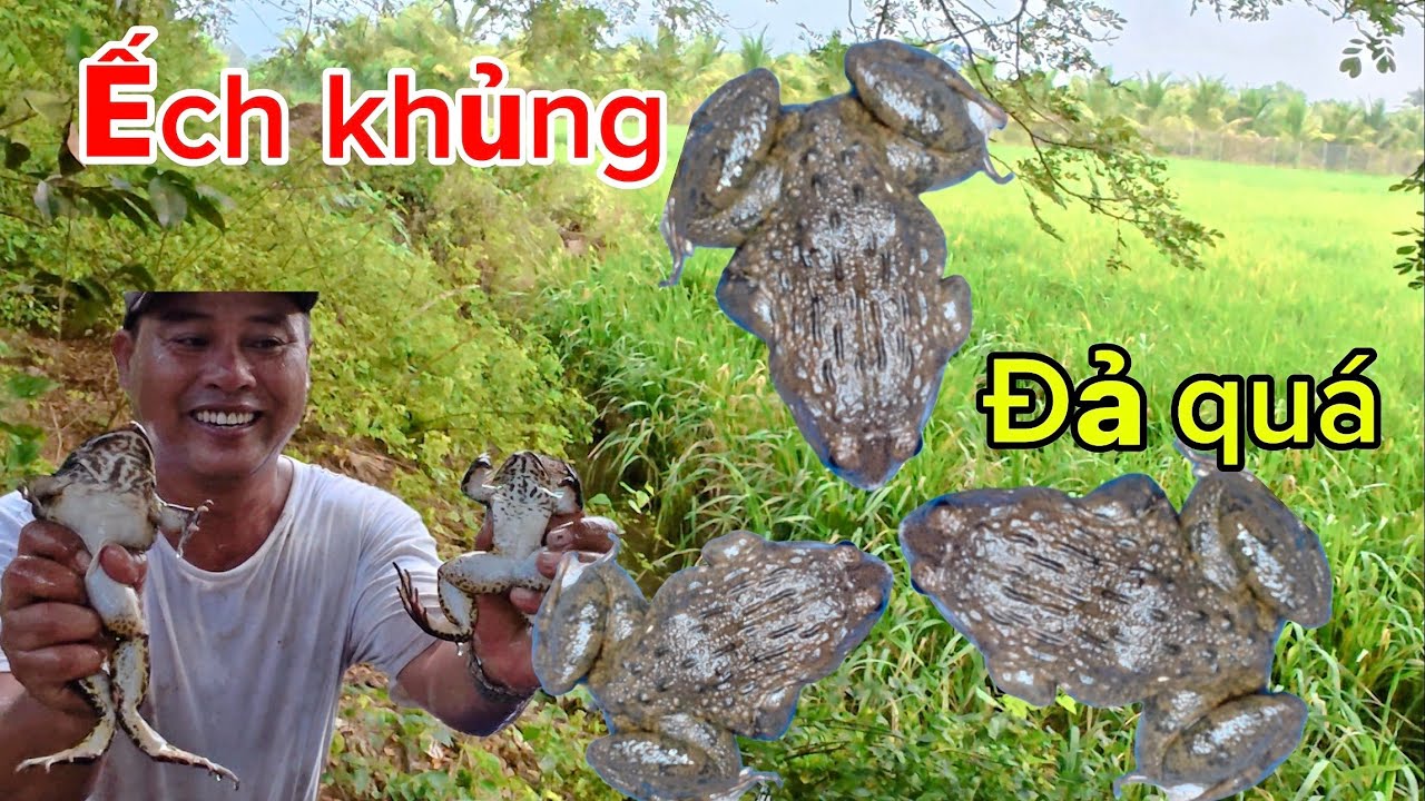 Đặt lộp ếch đồng vùng quê bạc liêu/ toàn ếch khủng