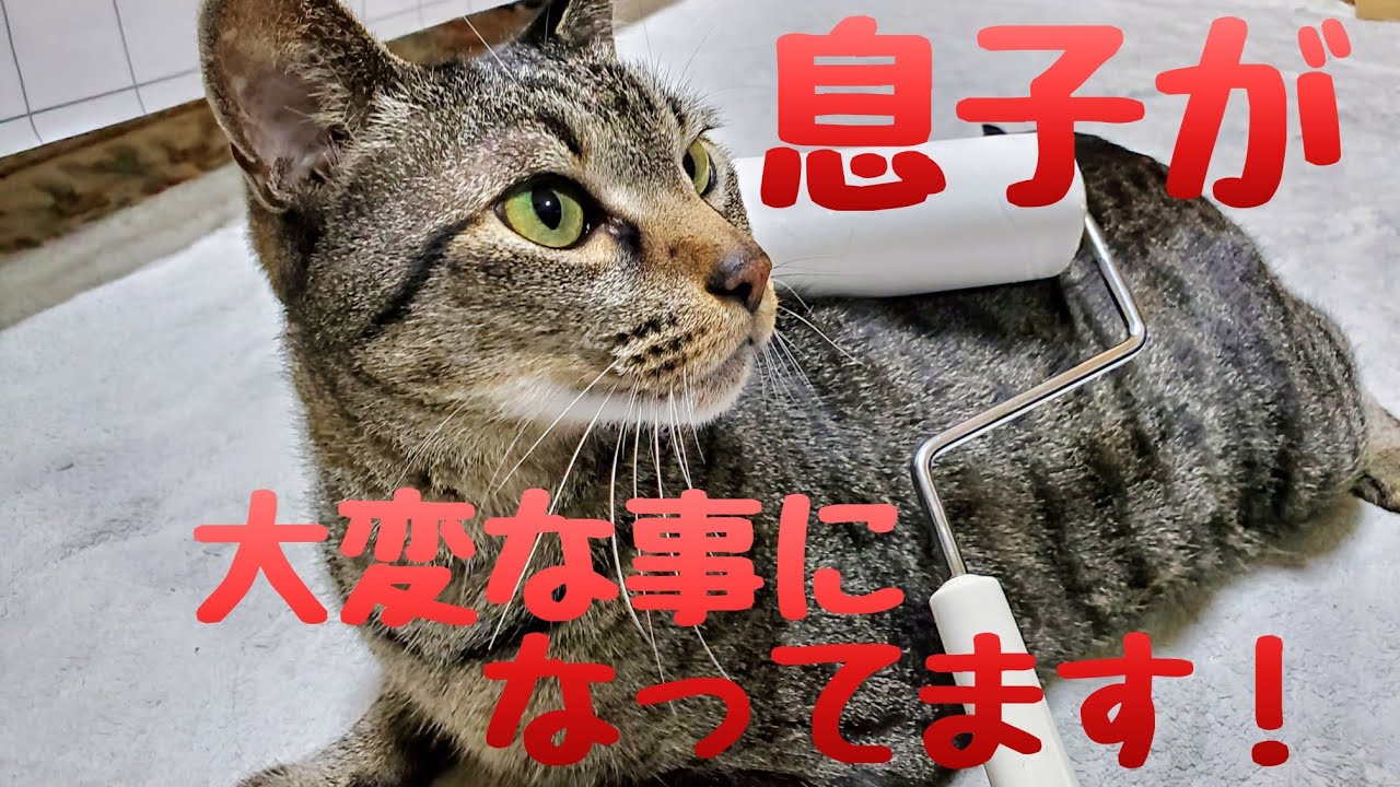 【快感】息子が大変な事になってます！ #cat #YouTube #猫 #猫動画 #猫のいる暮らし #猫好きさんと繋がりたい #猫好き #ねこ #ねこのいる生活 #平和 #家族 #優しさ #愛情 #愛