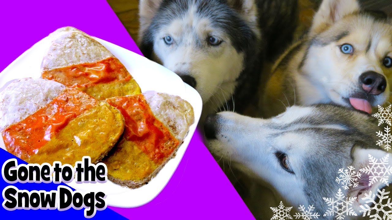DIY CANDY CORN DOG TREATS | Snacks with the Snow Dogs 38 | Halloween Dog Treats