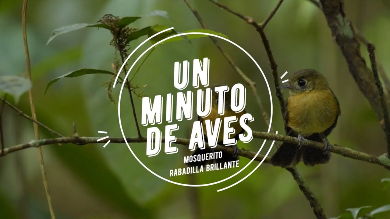Un Minuto de Aves #131 Mosquerito Rabadilla Brillante