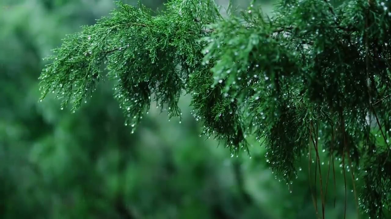 3 giờ d&agrave;i  Nhạc Piano & Tiếng Mưa  ASMR nghe nh&igrave;n
