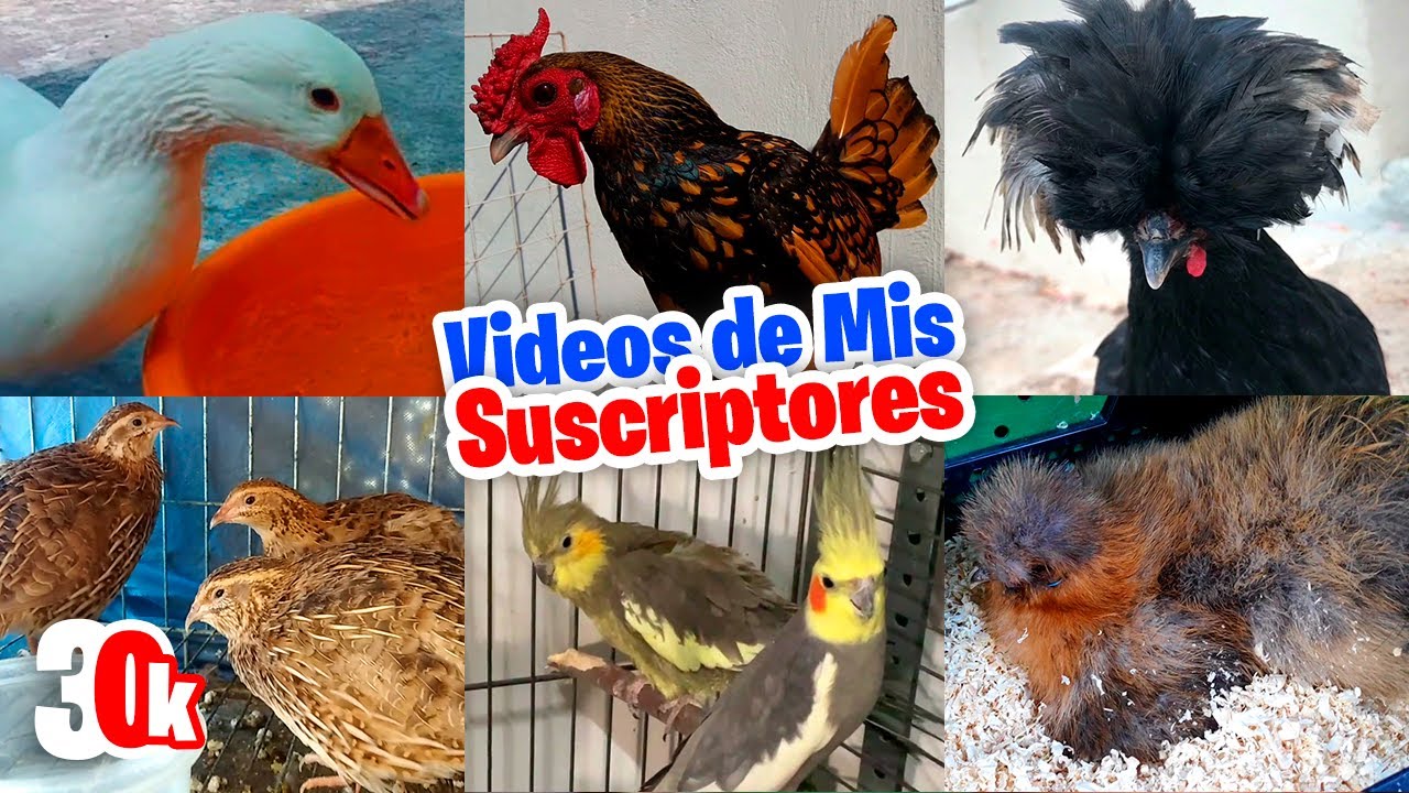 Los Animales de Todos Mis Suscriptores | Especial 30k 🐔🐣🐦🐇🐑🦆🦃🐖🦜