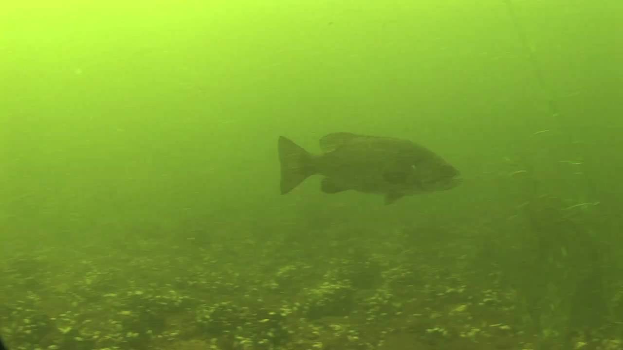 Life in the Shallows of Lake Champlain