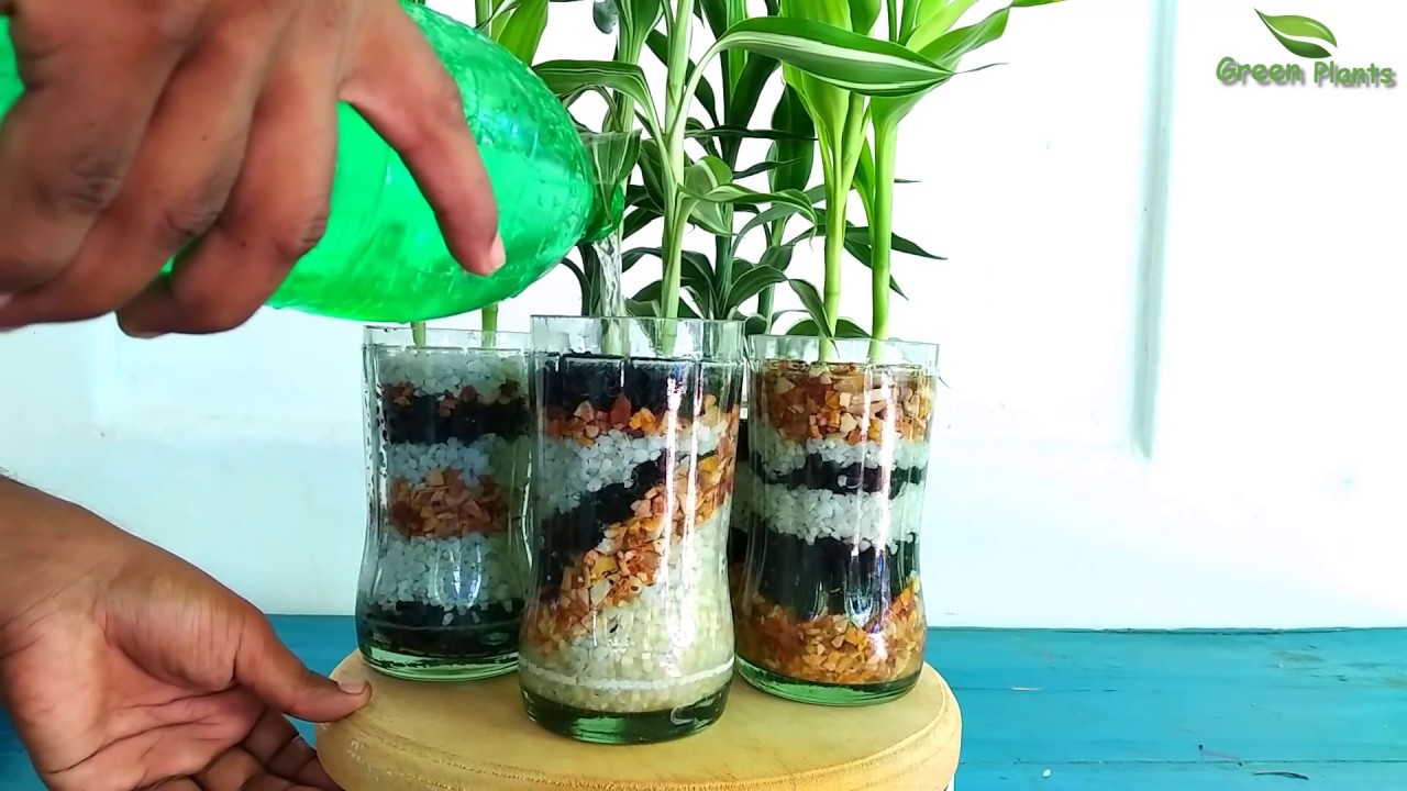 How to Grow Lucky Bamboo Without Soil in Indoor | Lucky Bamboo Growing In WATER//GREEN PLANTS