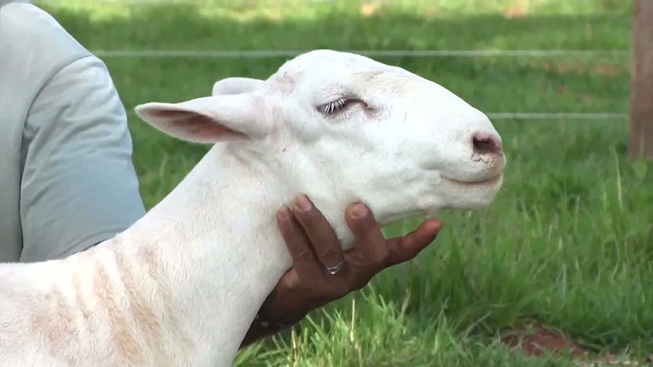 Melhoramento genético de ovinos no Centro Oeste, Goiás!!!!