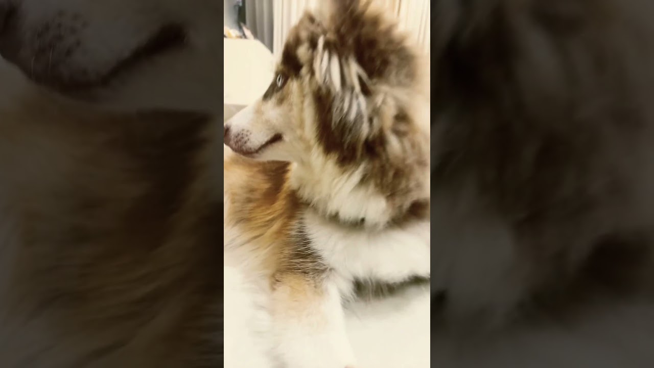 Popi pooo popipooo 🤣#dogsshorts #doggielife #husky #puppy #pets #huskylife #siberianhusky #funny