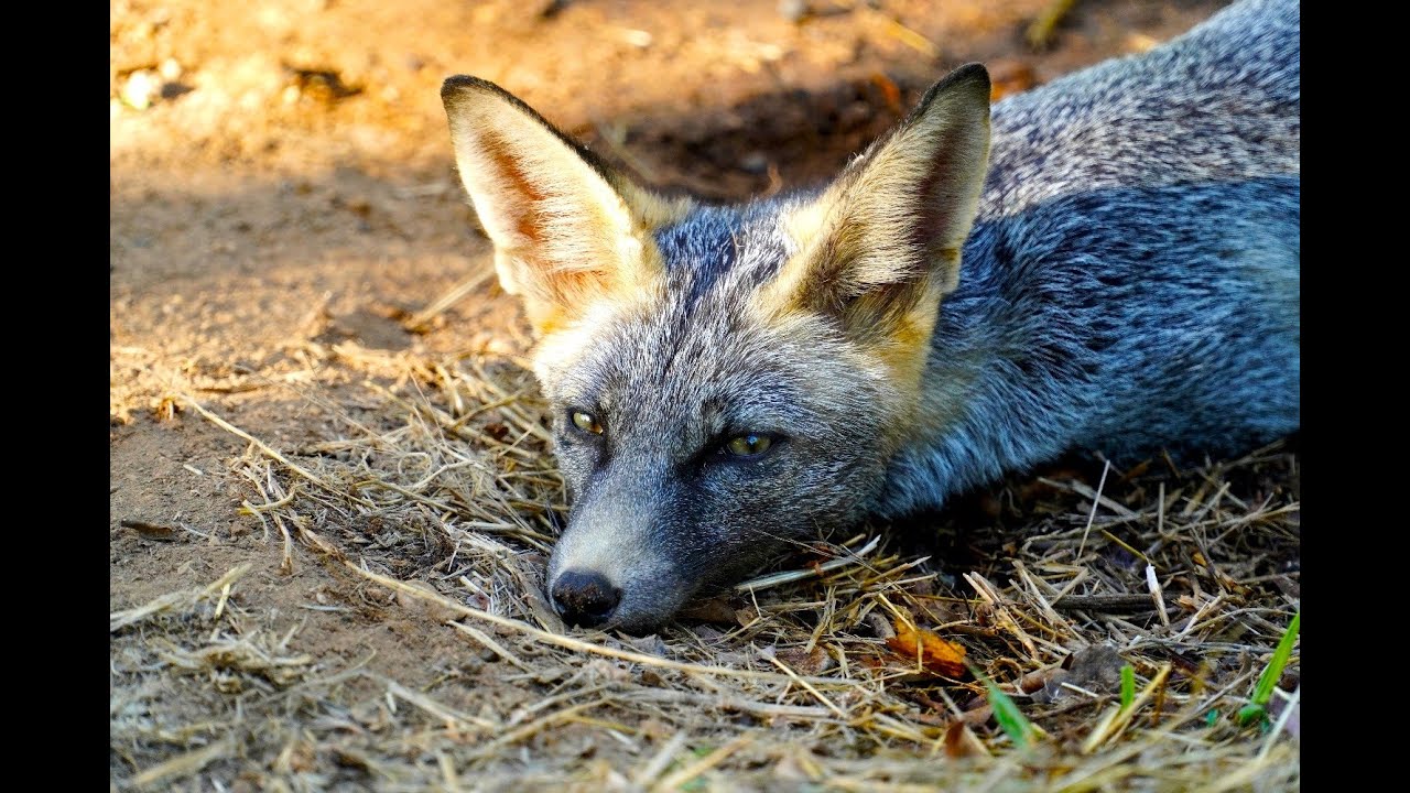 Begegnung mit einem wilden Fuchs | S&uuml;dspanien, Oktober 2024