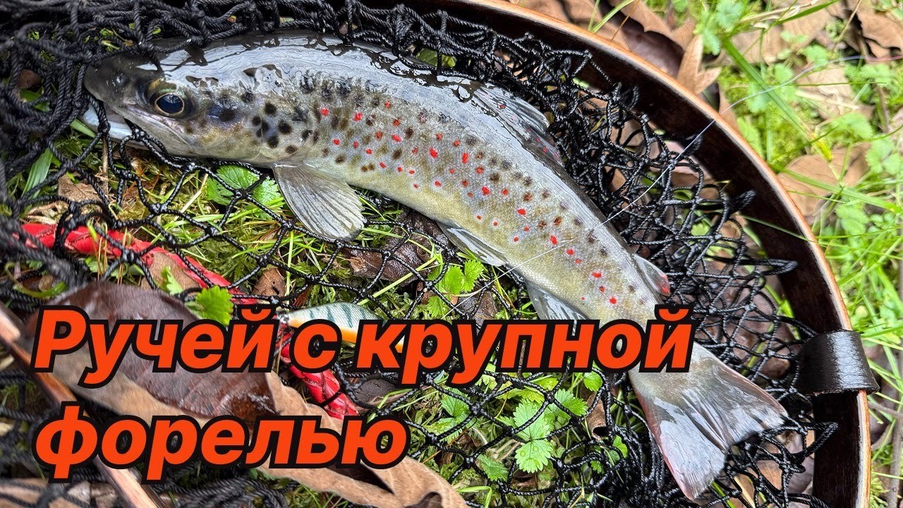 РУЧЕЙ С КРУПНОЙ ФОРЕЛЬЮ