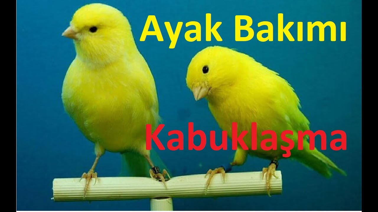 Kanarya Ayak Sağlığı(Ayak Bakımı,Pullanma,Kabuklaşma Tedavisi)