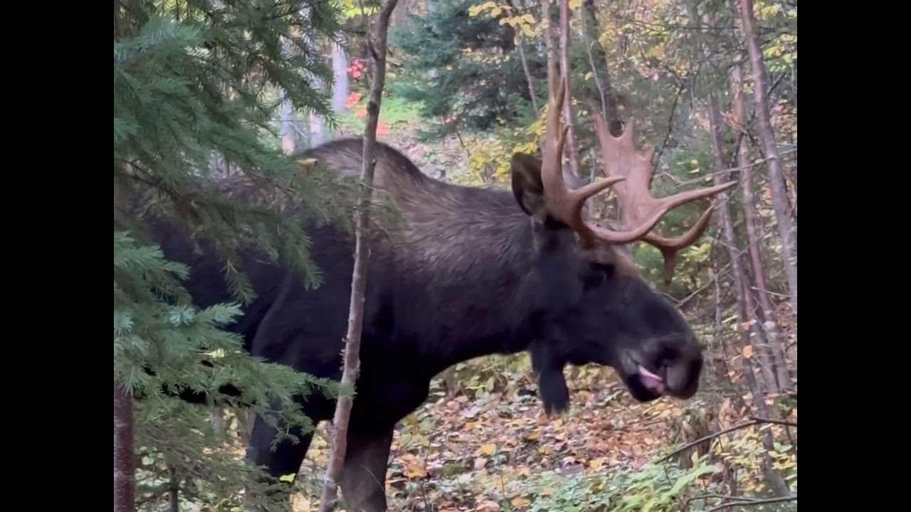 Plusieurs approches d’orignaux (chasse 2025)