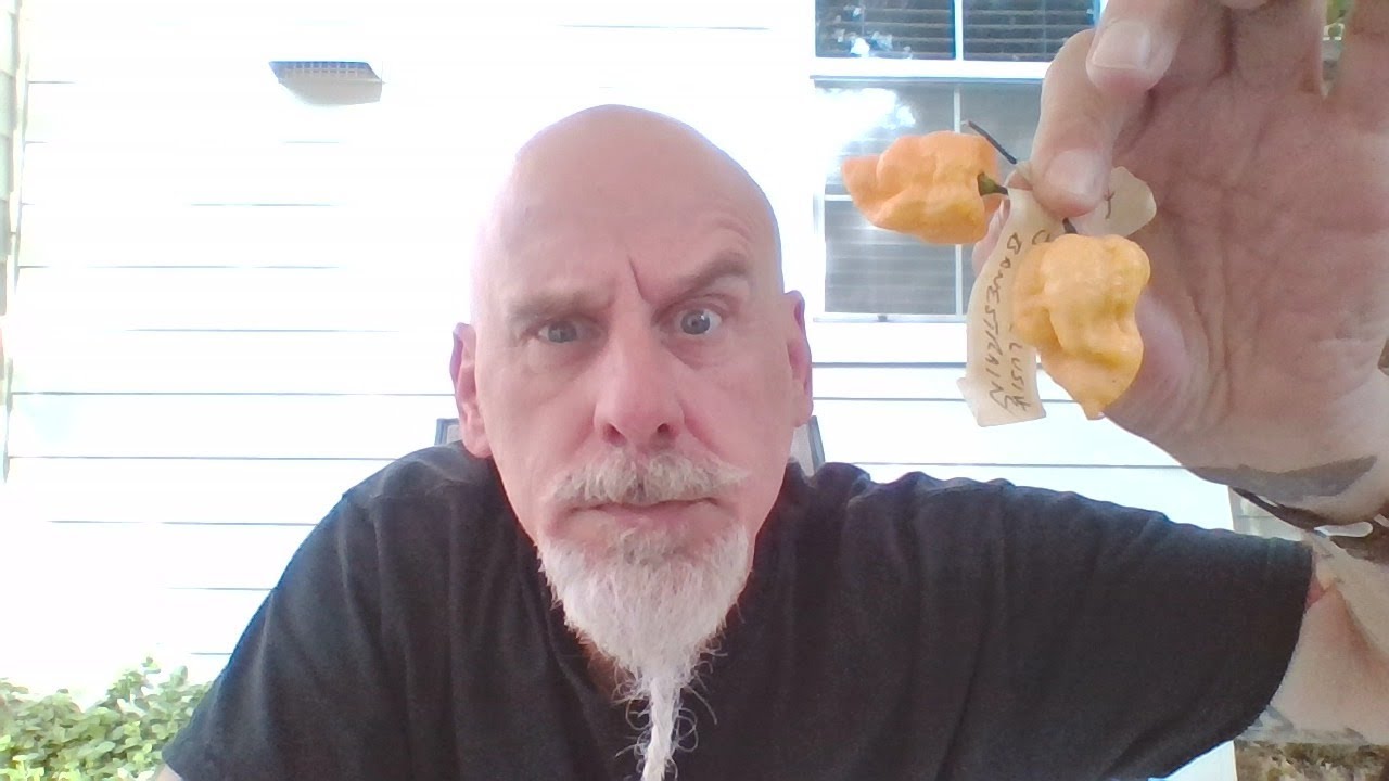 New Strain Review.....Banestrain Peach.....grown by Jimmy Pickles!!