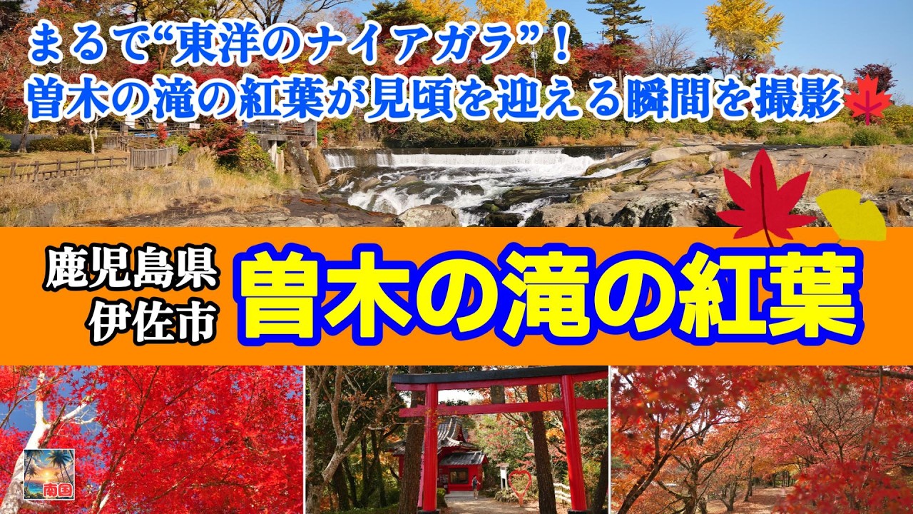 まるで“東洋のナイアガラ”！曽木の滝の紅葉が見頃を迎える瞬間を撮影🍁　鹿児島県伊佐市　鹿児島観光　旅行