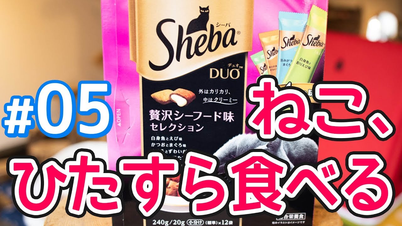 【カリカリ】シーバDUO贅沢シーフードをひたすら食べる