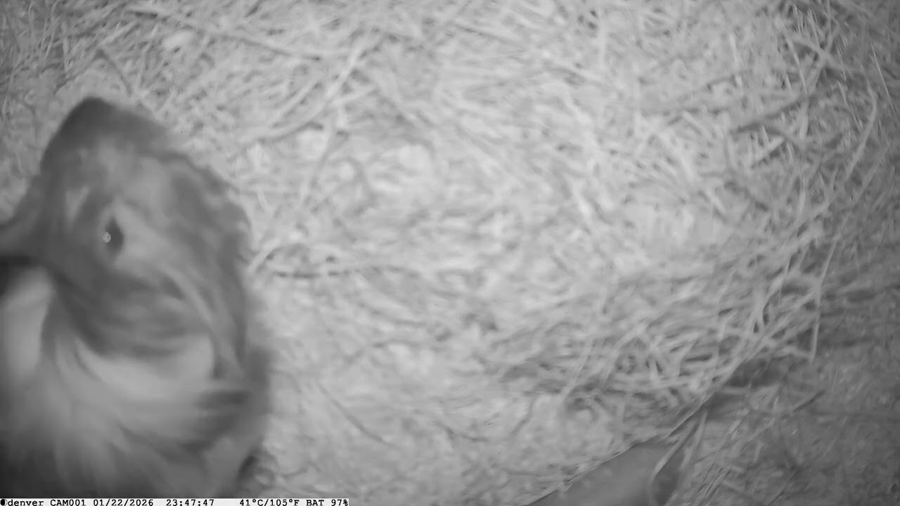 Tierwelt   Hausmeerschweinchen Teil 1