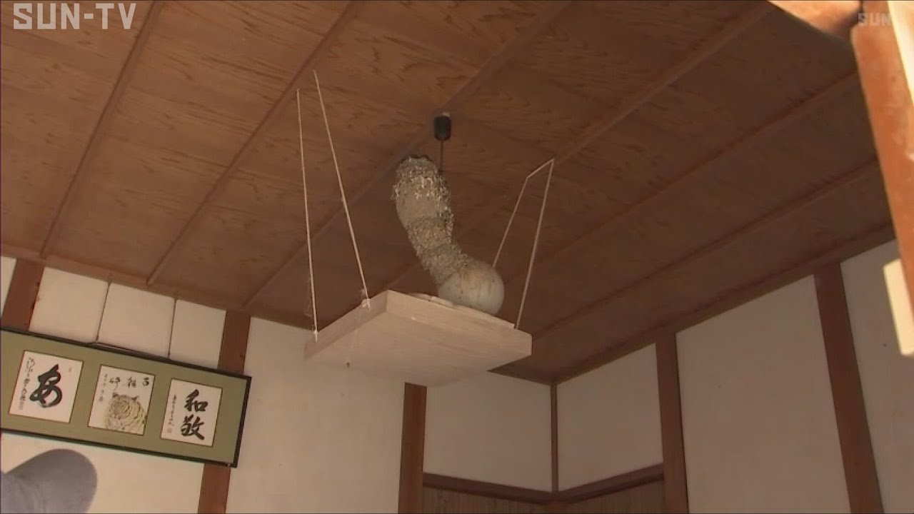 まるでピサの斜塔!? 豊岡市の寺にある話題のツバメの巣　斜めに傾いて50センチ!?