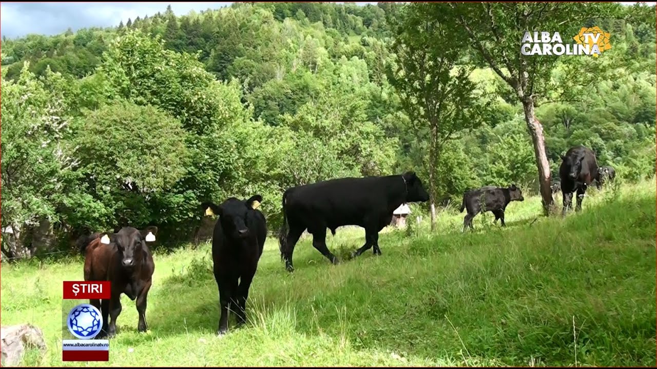 Vacile Angus, trăiesc pe pășune pe tot parcursul anului